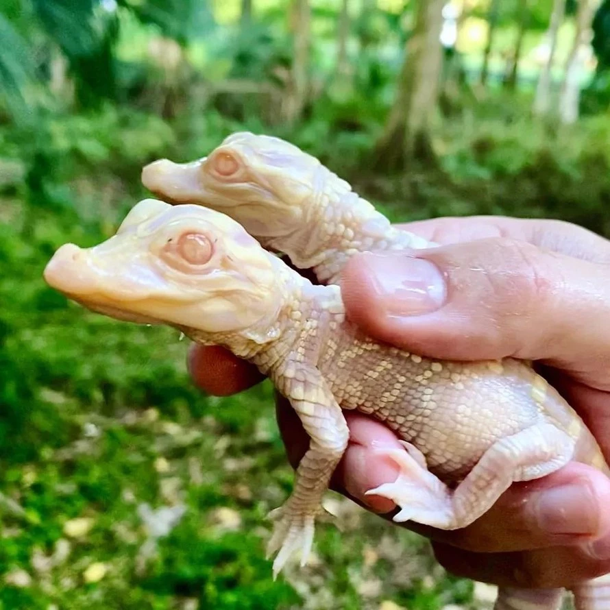 Hai con cá sấu bạch tạng sơ sinh.