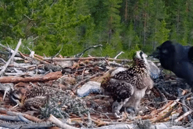 Phát hiện 'bóng đen' lượn quanh tổ, chim ó mẹ có quyết định sai lầm và phải trả giá đắt