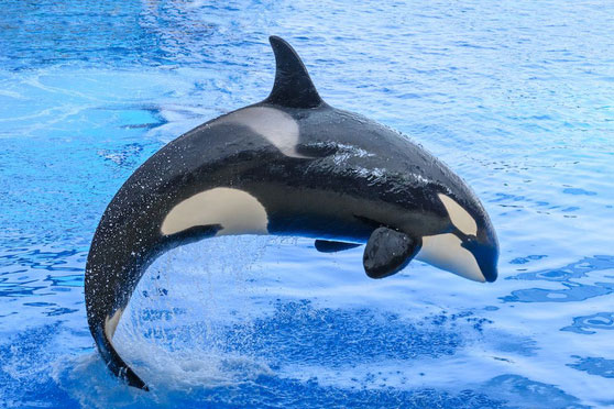 Cá voi sát thủ thực sự thông minh đến mức nào?