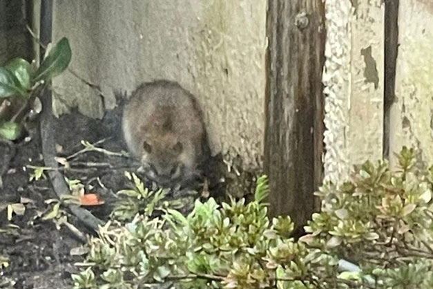 Phát hiện con vật béo múp trong vườn, bà mẹ tưởng là chuột nhưng lên mạng hỏi thì mới giật mình