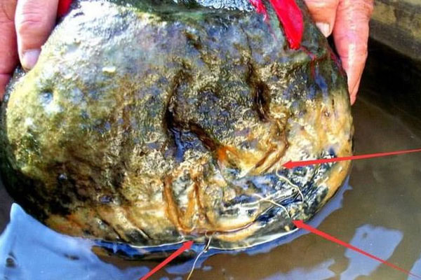 Bắt được 'quái vật' không đầu không đuôi, ông lão bất ngờ vì lời chuyên gia: Đừng động tới, đó là bảo vật Tần Thủy Hoàng tìm kiếm!