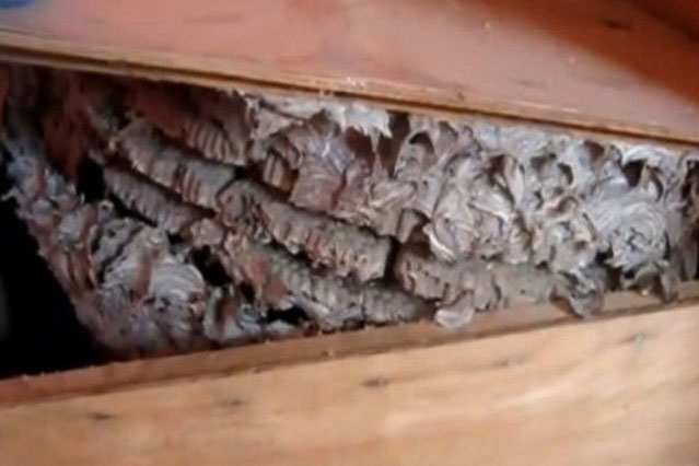 Phát hiện rương gỗ nặng bất thường trong nhà tổ, vừa mở ra xem, người đàn ông lập tức đóng lại rồi vội vàng gọi cảnh sát