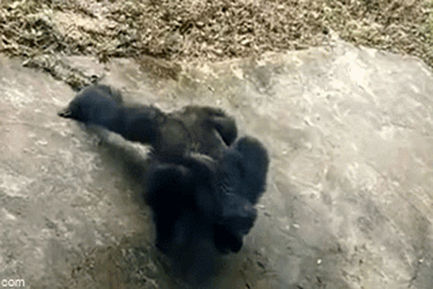 Đến công viên, du khách kinh ngạc khi con tinh tinh làm 1 hành động lạ, nhìn sang bên cạnh mới hiểu lý do