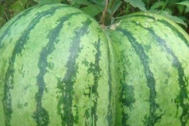 Mua dưa hấu, người bán hàng hét giá hơn 2 triệu đồng, tức tối gọi cảnh sát tới, cô gái mới nhận ra đối phương vừa cứu mình