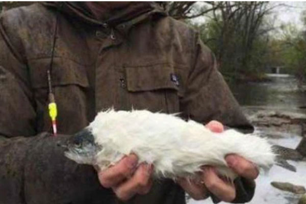 Câu được con cá kỳ lạ có... lông trắng muốt, mang về nhà kiểm tra kỹ, nét mặt người đàn ông biến sắc