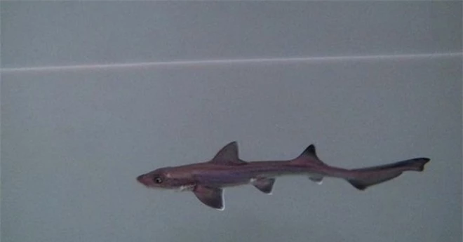 Hai con cá mập cái sống chung nhau 10 năm không có cá đực, bất ngờ sinh ra một cá mập con - Ảnh 1.