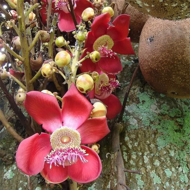 Loài hoa mọc chen chúc tua tủa từ gốc đến ngọn: Sở hữu vẻ đẹp xao xuyến lòng người lại mang ý nghĩa vô cùng đặc biệt, người Việt Nam quý vô cùng - Ảnh 4.