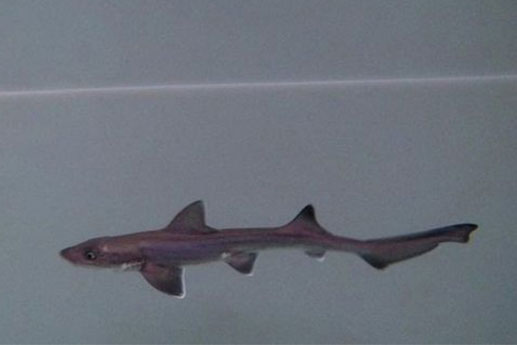 Hai con cá mập cái sống chung nhau 10 năm không có cá đực, bất ngờ sinh ra một con non