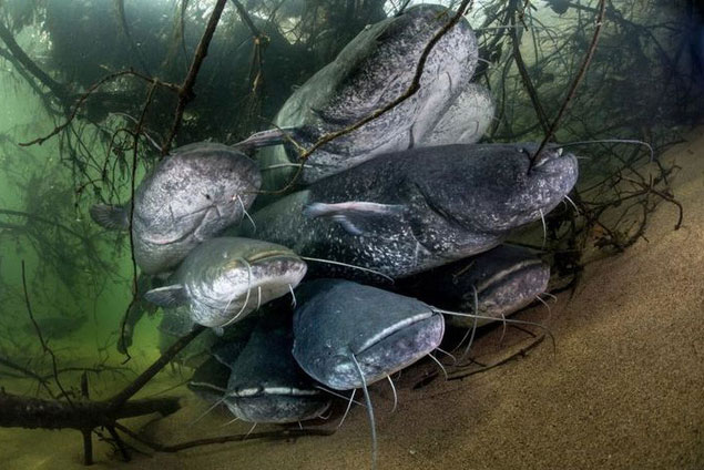 Cá da trơn xâm chiếm Châu Âu, chúng to lớn tới mức có thể ăn thịt chim bồ câu, chó cũng và cũng có thể ăn thịt người