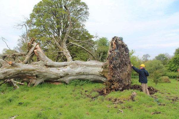 Bão lớn làm bật gốc cây cổ thụ để lộ bộ xương người bên dưới, tưởng là một vụ giết người giấu xác nhưng sự thật hoàn toàn khác