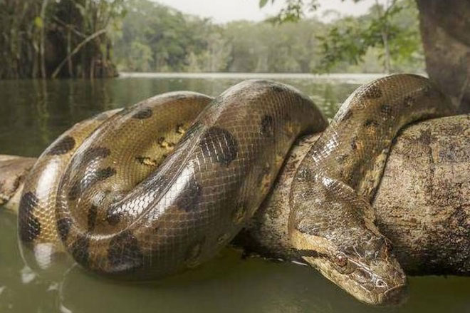 Trăn Anaconda và những thủy quái chết người trên sông Amazon