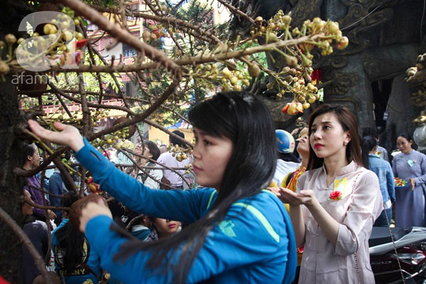 Loài hoa mọc chen chúc tua tủa từ gốc đến ngọn: Sở hữu vẻ đẹp xao xuyến, ẩn chứa ý nghĩa đặc biệt và được người Việt quý vô cùng