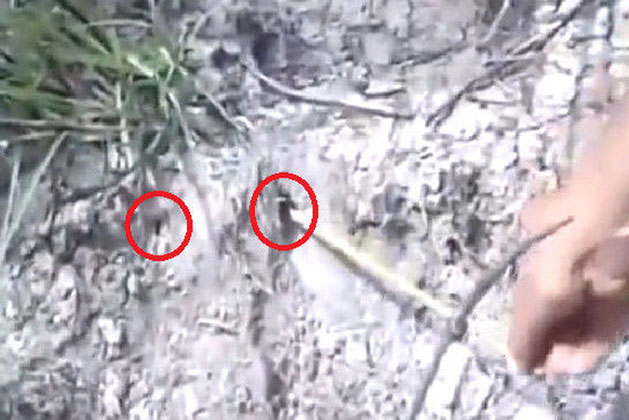 Thấy dưới gốc cây có hố nhỏ, tò mò đào sâu xuống, nhóm thanh niên không dám tin vào mắt mình khi tìm thấy "chiến lợi phẩm"