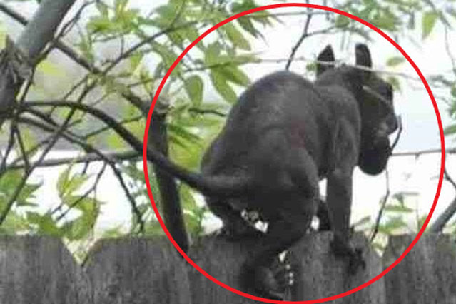 Đến nhà bạn trai chơi, cô gái bắt gặp sinh vật lạ nhảy qua hàng rào, hình ảnh con vật gây rùng mình