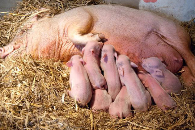 Nghe thấy tiếng kêu rống lên ở chuồng lợn trong đêm, xách đèn ra kiểm tra, chàng trai rùng mình khi thấy cảnh tượng trước mắt