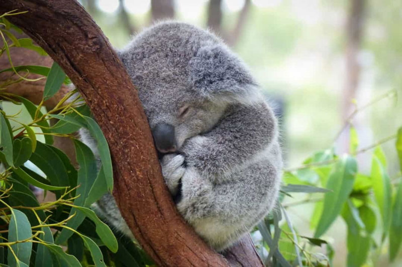 Những loài động vật "lười biếng" nhất thế giới