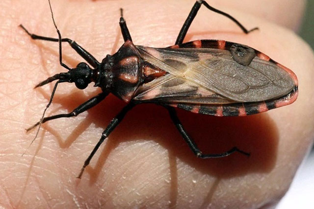 Loại bọ sát thủ trao 'nụ hôn thần chết' cho con người