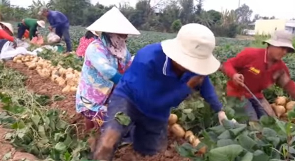 Bến Tre: Giúp nông dân Thạnh Phú tiêu thụ sắn