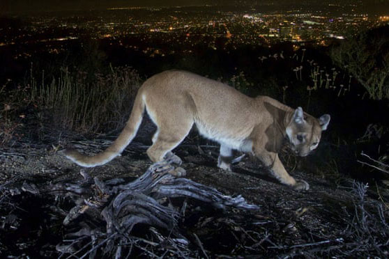 Người mẹ tay không chiến đấu với sư tử núi giải cứu con trai