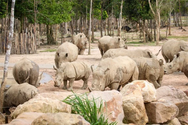 Khám phá cuộc sống hoang dã “thời giãn cách” bên trong công viên bảo tồn lớn bậc nhất châu Á - Ảnh 1.