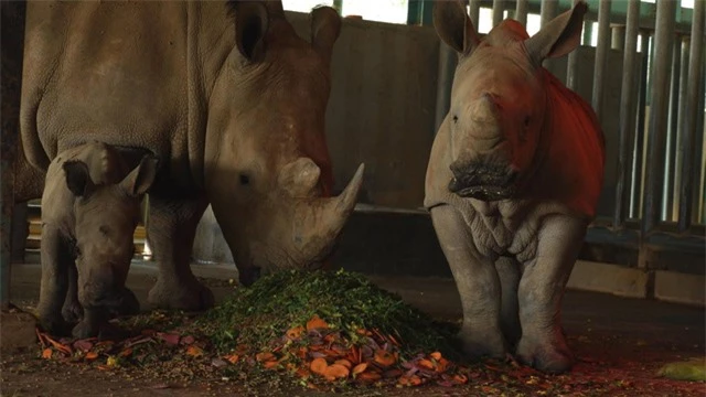 Khám phá cuộc sống hoang dã “thời giãn cách” bên trong công viên bảo tồn lớn bậc nhất châu Á - Ảnh 4.