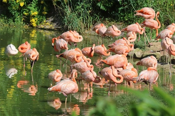 Khám phá cuộc sống hoang dã “thời giãn cách” bên trong công viên bảo tồn lớn bậc nhất châu Á - Ảnh 5.