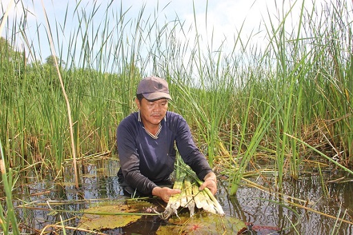 Loài cây dại vươn mình thành đặc sản giúp nhà nông “bỏ túi” hàng trăm triệu