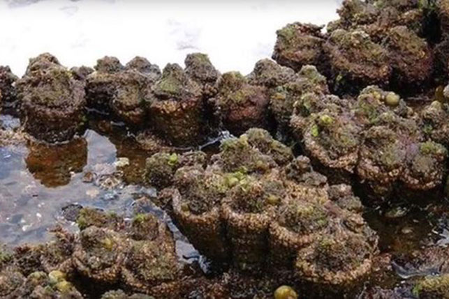 Bổ đôi "cục đá" nhặt được bên bờ biển, người đàn ông sốc khi biết đó là sinh vật có thể chuyển giới!