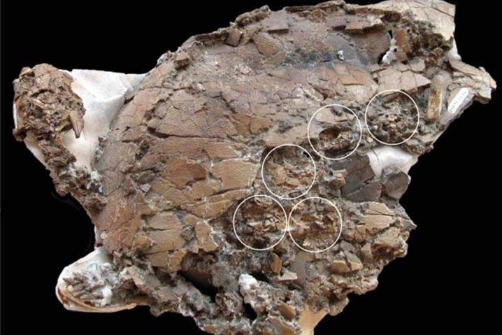 Chục trứng 75 triệu năm trong cơ thể rùa mẹ