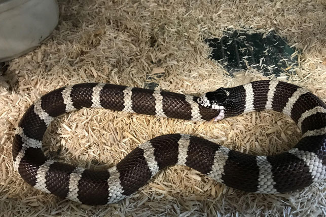 Rắn vua tự ăn thịt chính mình, phải chăng con rắn 'đói quá hóa rồ'?