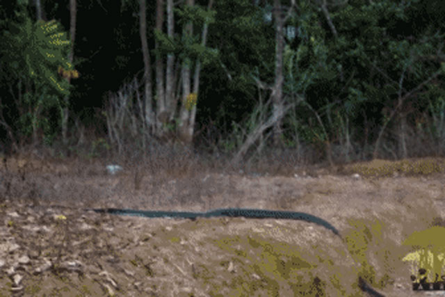 Hổ mang chúa rượt đuổi con mồi 'khủng' đầy kịch tính, kết cục sẽ ra sao?