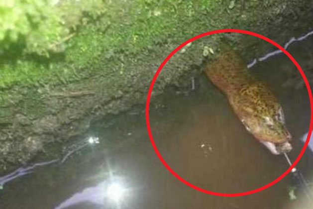 Mua ao để nuôi cá, nông dân bắt được "rắn khủng" sống trong ao, quan sát kỹ thì lập tức kinh ngạc