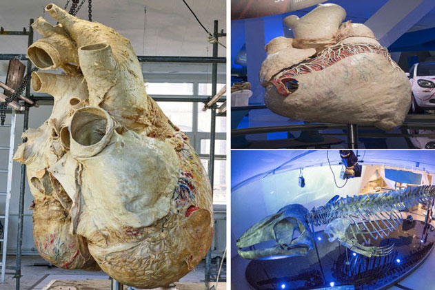 Trái tim cá voi xanh được bảo tồn hoàn chỉnh đầu tiên trên thế giới có kích thước khổng lồ: Dự tính nó có thể tồn tại đến 1000 năm