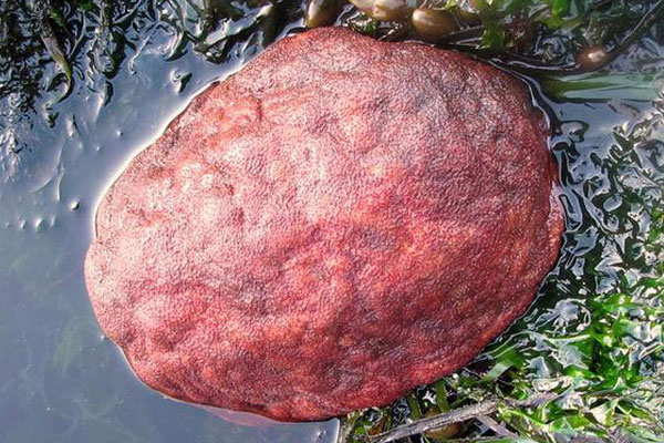 Vô tình đụng trúng “hòn đá đỏ” lẫn trong lớp rong biển, chàng trai giật mình khi lật ngược nó lên