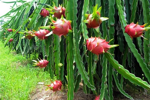 Xây dựng thương hiệu riêng cho thanh long Việt Nam để tăng sức cạnh tranh 