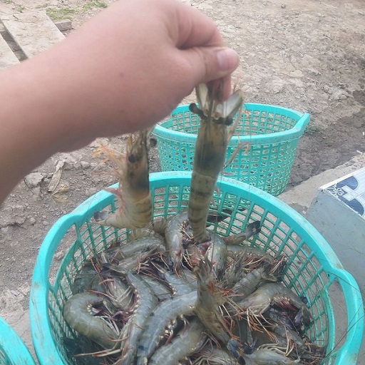 Nông dân vùng “thủ phủ” tôm Cà Mau gặp khó do mặt hàng chủ lực tụt giá