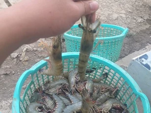 Nông dân vùng “thủ phủ” tôm Cà Mau gặp khó do mặt hàng chủ lực tụt giá