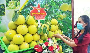 Hà Tĩnh: "Gỡ khó" đưa bưởi Phúc Trạch lên sàn thương mại điển tử 