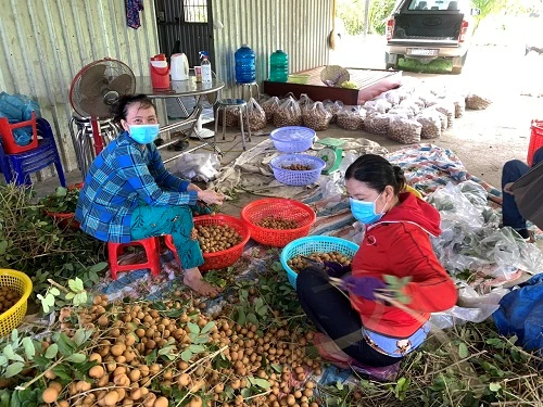 Nông sản miền Tây tời ngày thu hoạch nhưng không tiêu thụ đượớ