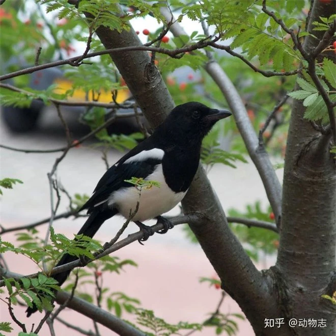 Tại sao con người có thể nhận ra bản thân mình trong gương, nhưng hầu hết các loài động vật trên hành tinh của chúng ta lại không? - Ảnh 4.