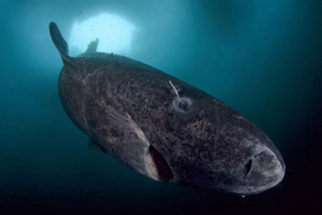 Tìm thấy cá mập khổng lồ sống thọ gần... 400 tuổi