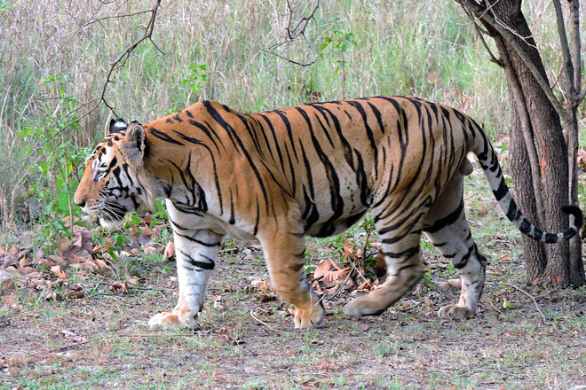 Những bí mật ít người biết về 'chúa sơn lâm'