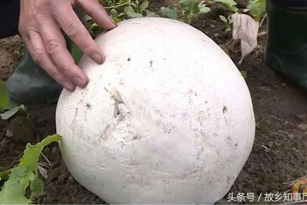 Nhờ người thẩm định “quả bóng” màu trắng tìm thấy trên núi, ông lão chết lặng khi chuyên gia nói: “Đặt nó lại chỗ cũ và rửa tay ngay trước khi quá muộn”