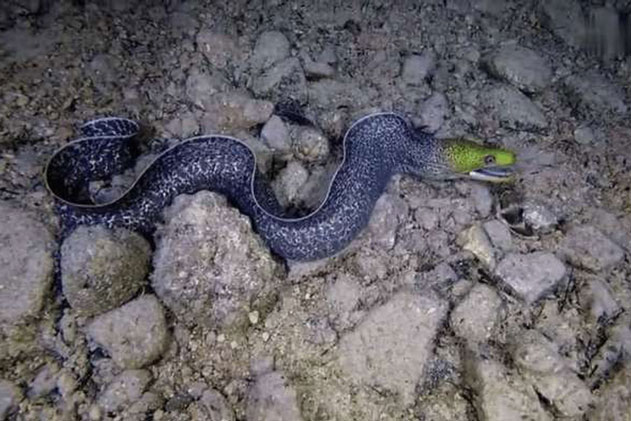 Đang lặn thì nhìn thấy 1 sinh vật có hình dáng lạ lùng, hành động ngay sau đó của con vật khiến người đàn ông tái mặt