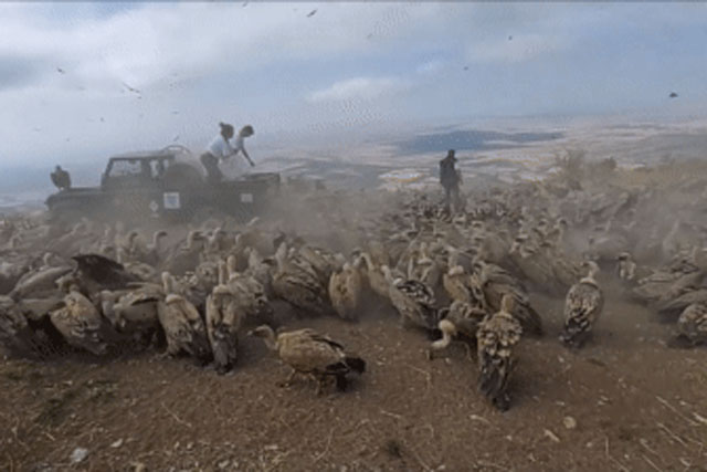 Một chiếc xe vừa tới khu vực núi cao thì hàng trăm con chim to lớn vây quanh, xếp hàng ngay ngắn - chúng định làm gì?