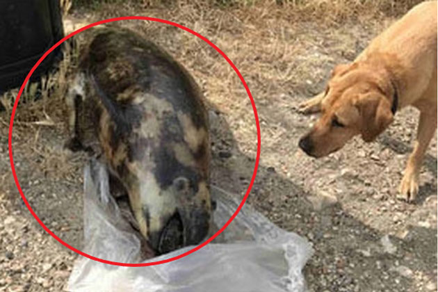 Đang đi dạo ở bờ biển, người phụ nữ thấy chó cưng có phản ứng lạ, nhìn kỹ thì giật mình với sinh vật kỳ dị trước mắt