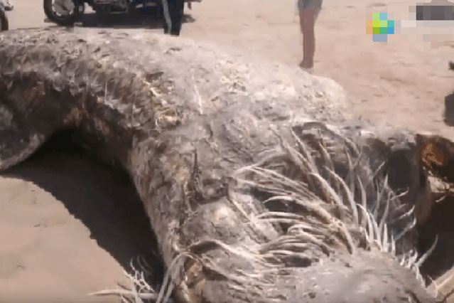Xác sinh vật khổng lồ dạt vào bờ biển, quan sát kỹ, những người có mặt không khỏi rùng mình vì một bộ phận trên thân con vật