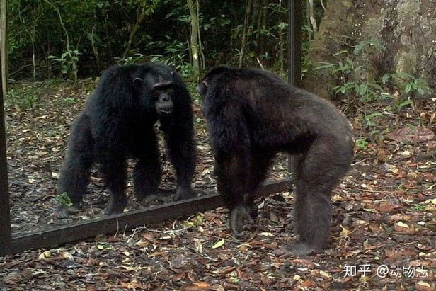 Tại sao con người có thể nhận ra bản thân mình trong gương, nhưng hầu hết các loài động vật trên hành tinh của chúng ta lại không?