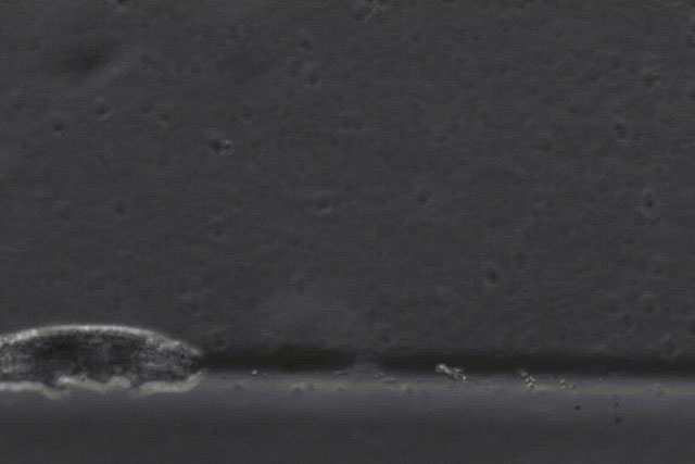 Các nhà khoa học ghi lại cảnh gấu nước đi lại để nghiên cứu, kết quả ... đáng yêu hơn ta tưởng