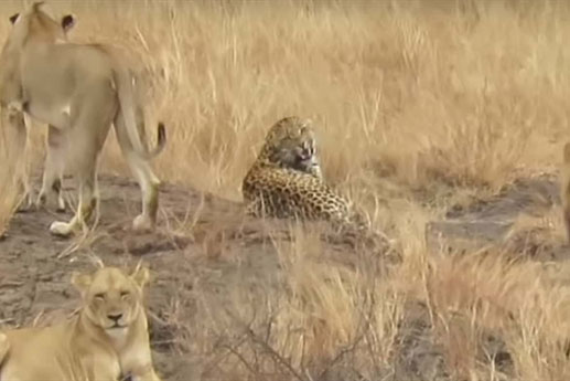 Báo rơi vào tay đàn sư tử dữ: Kết bỏ ngỏ